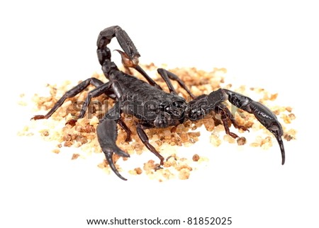 Asian Forest Scorpion also known as Heterometrus longimanus