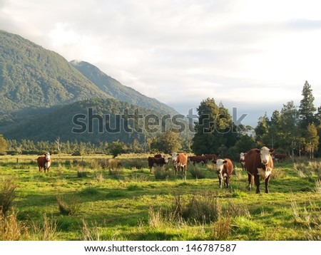 New Zealand farm land