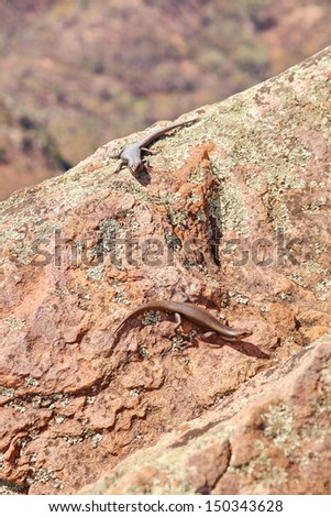 Skink lizard in Australian outback