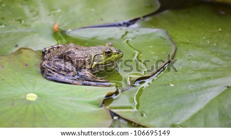 A large frog poses on a green lilypad