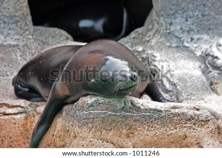 A sea lion napping on a rock.