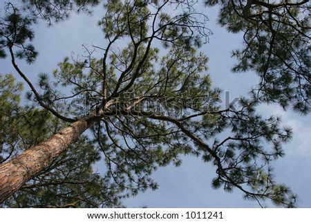Some pine tree tops against a light blue sky.