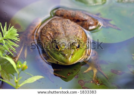 A large frog sits in its pond