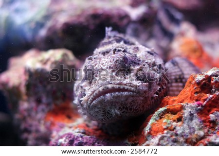A resting scorpion fish