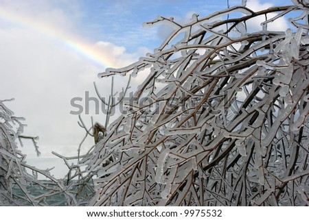 Ice-encased trees after a winter storm; rainbow in background.