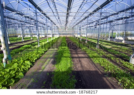 The interior of a large greenhouse.