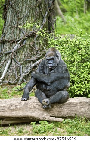 Gorilla Pose