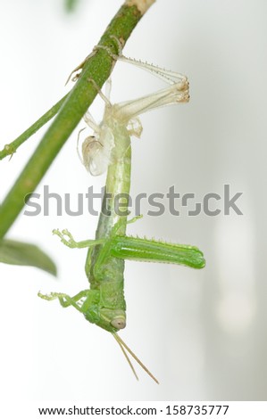 Grasshopper shedding its skin