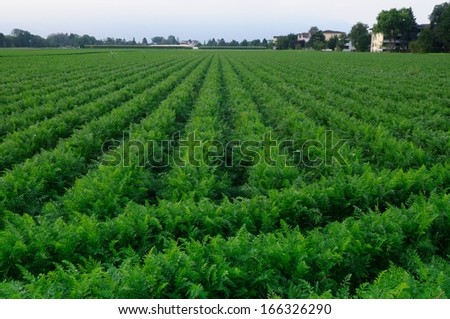 Rows of agriculture on farm with farm house