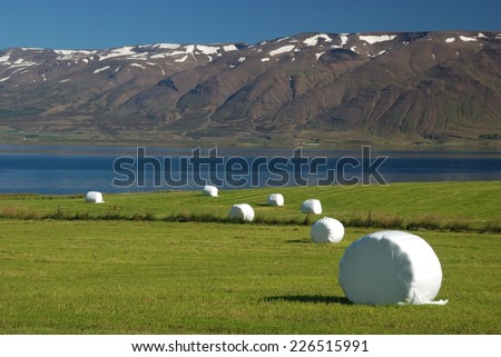 Pasture with packed hay rolls in dusk. It\'s autumn in Iceland