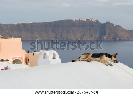 Dog enjoying its sleep on top of a white building in Oia