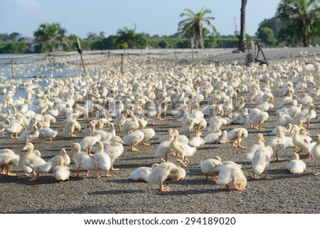 Duck farms in malaysia