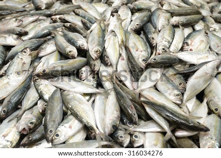 Fresh mackerel fishes background in the basket