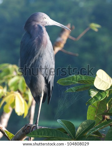 Little Blue Heron (Egretta caerulea), Head Turned, Early Morning, Tortuguero National Park, Costa Rica