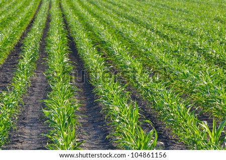 cornfield in iowa