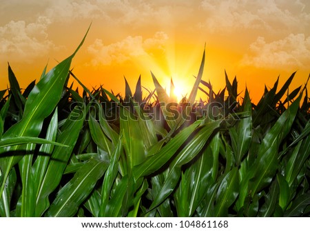 Brilliant orange sunrise over a Corn field in Iowa, with a bright yellow sun on a cool spring morning.