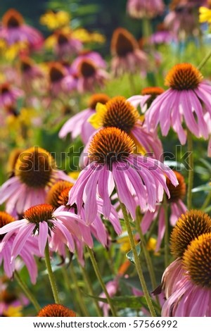 Purple cone flowers on a sunny day