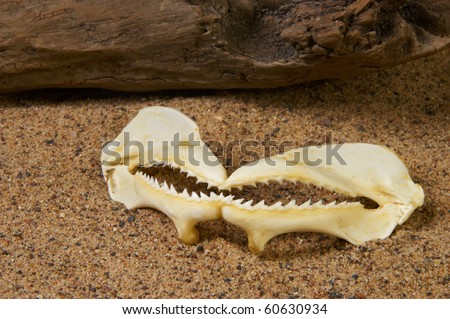 Shark teeth in the sand with drift wood