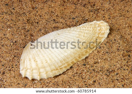 Angel wing seashell on the sand