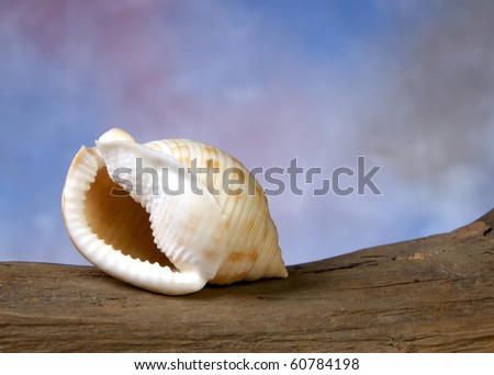 Scotch Bonnet seaschell with blue background