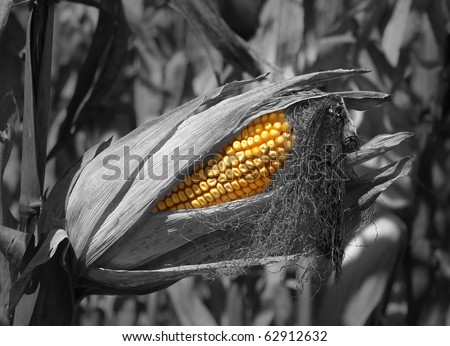 Black and white hand painted Field corn in the field with shallow DOF on display for field testing SOFT FOCUS