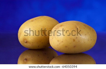 Two Potatoes on blue background with reflection and copy space