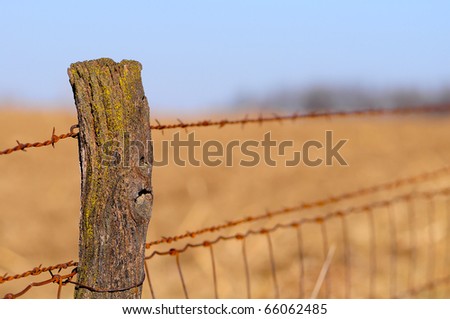Old wood fence post with barb wire trailing off in a corn field