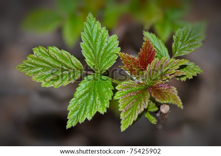 Raspberry plant starting to grow in the spring