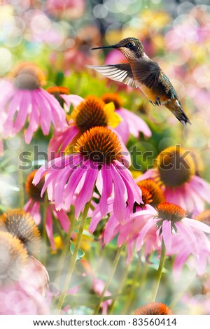Dreamy image of a Hummingbird feeding on Purple cone flowers on a sunny day