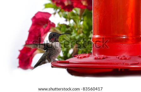 Hummingbird feeding on hummingbird feeder on a sunny day. With red flowers in background.