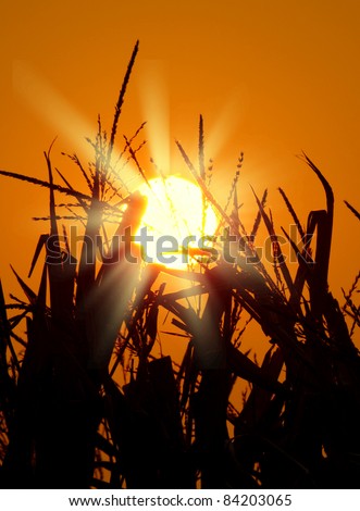 Brilliant orange sunrise over a Corn field in Iowa, with a bright yellow sun on a cool fall morning.