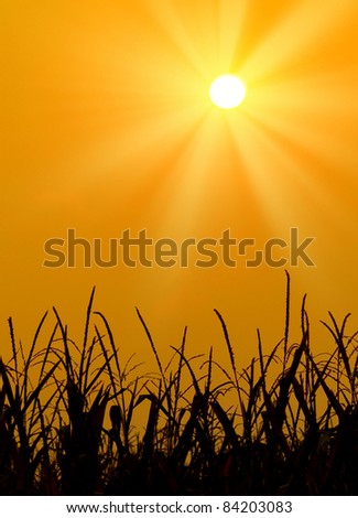 Brilliant orange sunrise over a Corn field in Iowa, with a bright yellow sun on a cool fall morning.