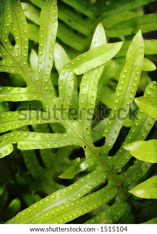 fern fronds with spore bumps and grainy texture
