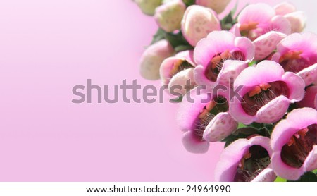 Fairy\'s delight - foxglove flowers in a pink sky