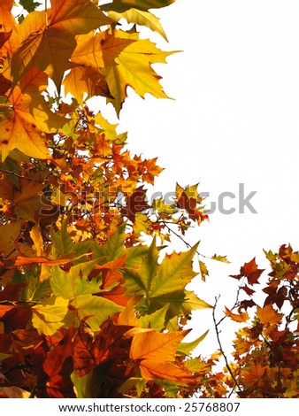 Border of bright autumn leaves in different shades