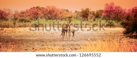 two crossed giraffes soft pink colors Kafue, Zambia