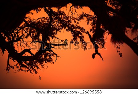 soft yellow small bird in african tree at sunset