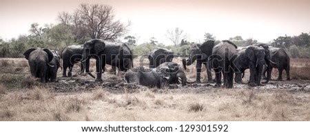 Hot thirsty elephants taking mud bath