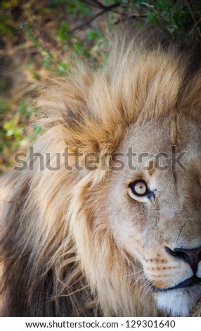 Lion watching alertly eyes wide open