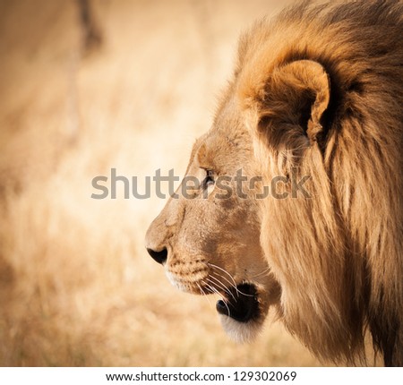 Beautiful Lion profile portrait of big male African lion