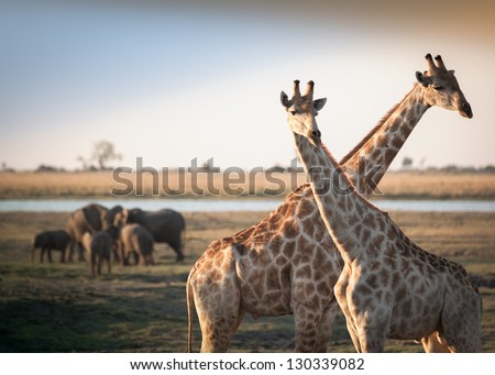 Crossed giraffes with elephants