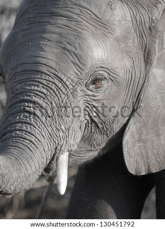 Beautiful elephant eye