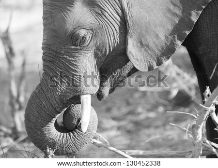 Black and white elephant eating sticks