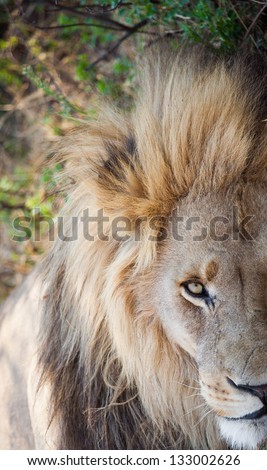 Lion close up looking intent