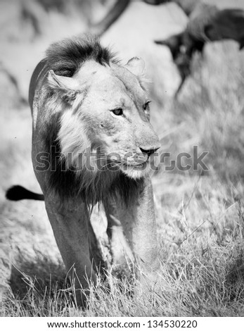 Lion walking in the grass black and white