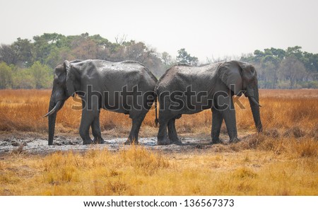 Elephants bum to bum in mud-hole in Africa