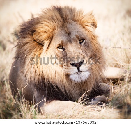 Lion portrait looking straight ahead Lion portrait looking straight ahead