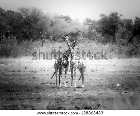 Crossed Giraffes black and white