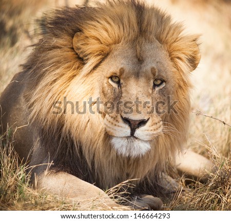 Large Lion