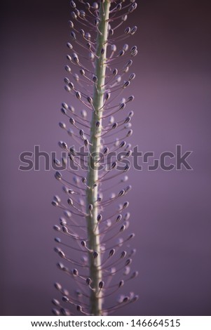 African plant macro vertical